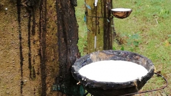 Giá cao su hôm nay 16/9: Sắc xanh tại sàn Nhật Bản
