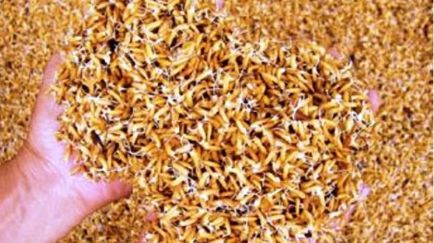 Đề xuất Chính phủ hỗ trợ 1.300 tỷ đồng mua lúa giống