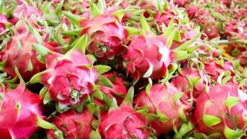 Trung Quốc tạm dừng nhập khẩu mặt hàng thanh long qua Cầu phao tạm Đông Hưng