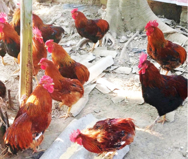 Kỳ lạ giống gà không có phao câu