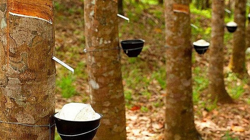 Giá cao su hôm nay 18/9: Giữ đà tăng