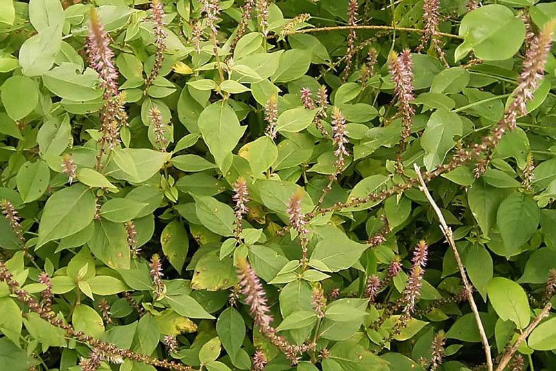 Hàng loạt thảo dược “dân dã” hỗ trợ điều trị xương khớp Hàng loạt thảo dược “dân dã” hỗ trợ điều trị xương khớp