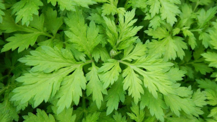 Hàng loạt thảo dược “dân dã” hỗ trợ điều trị xương khớp Hàng loạt thảo dược “dân dã” hỗ trợ điều trị xương khớp