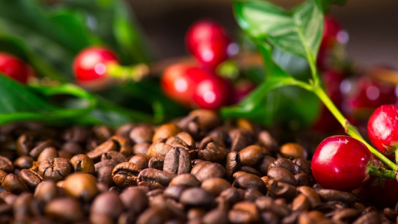 Giá cà phê được dự báo sẽ tăng mạnh
