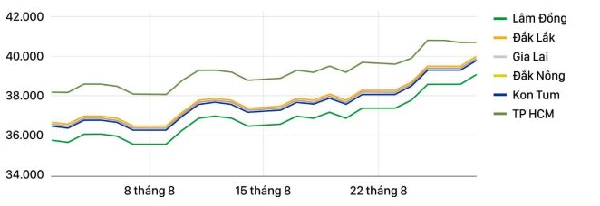 : Diễn biến giá cà phê trong tháng 8 (Số liệu: tintaynguyen.com)