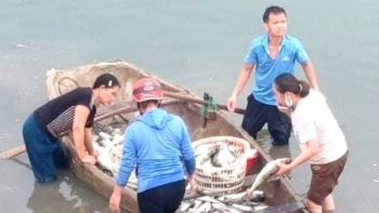 Xả thải bẩn xuống sông Lạch Bạng, hai doanh nghiệp bị phạt gần 1 tỷ đồng