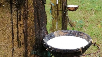 Giá cao su hôm nay 21/9: Biến động trái chiều