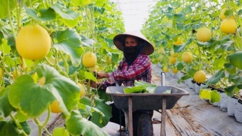 Hà Nội chủ động triển khai các giải pháp tháo gỡ, không để đứt gãy sản xuất nông nghiệp