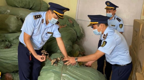 Thu giữ 6 tạ nấm Lim và Linh Chi tại Lạng Sơn