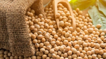 Nhập khẩu đậu tương 8 tháng tăng gần 51% kim ngạch