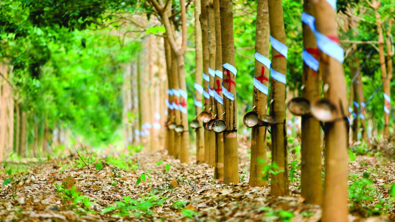 Giá cao su hôm nay 22/9: Sàn Nhật Bản tiếp đà tăng