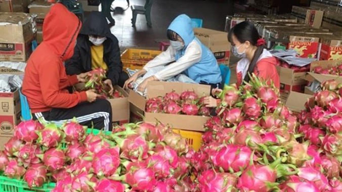 Thanh long sẽ được xuất khẩu trở lại sang Trung Quốc từ ngày 22/9