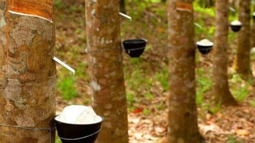 Giá cao su hôm nay 23/9: Đồng loạt giảm