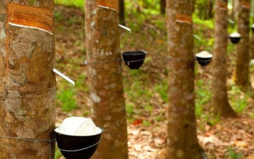 Giá cao su hôm nay 23/9: Đồng loạt giảm