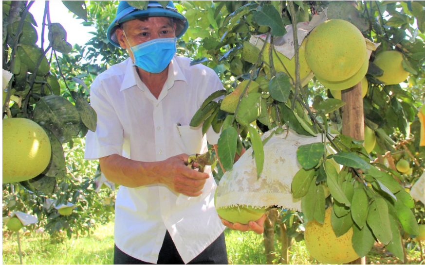 Hà Tĩnh: Gần 15 nghìn tấn bưởi Phúc Trạch đã được tiêu thụ