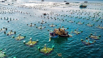 Chính phủ cho ý kiến về quy định cho thuê khu vực biển để nuôi trồng thủy sản