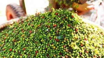 (Cập nhật) giá hồ tiêu hôm nay 25/9: Hướng mốc 85.000 đồng/kg