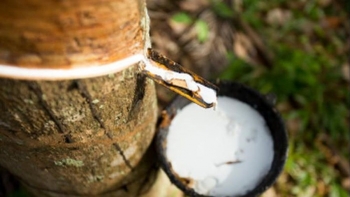 Giá cao su hôm nay 25/9: Sàn Trung Quốc đang giảm sâu