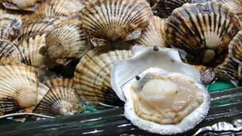 Xuất khẩu hải sản đạt 2,1 tỷ USD trong 8 tháng