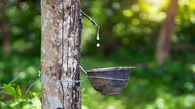 Cập nhật giá cao su hôm nay 29/9/2021: Đứng im