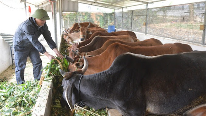 Dịch Covid-19 tác động tiêu cực đến sản xuất nông, lâm, thủy sản