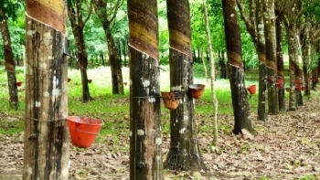 Cập nhật giá cao su hôm nay 1/10: Đồng loạt giảm sâu