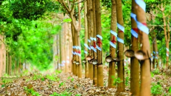 Cập nhật giá cao su hôm nay 2/10: Trái chiều trên các sàn châu Á