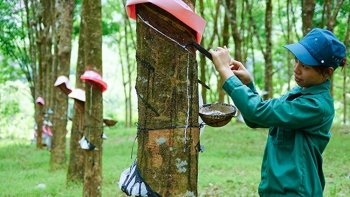 Cập nhật giá cao su hôm nay 3/10: Ảm đạm