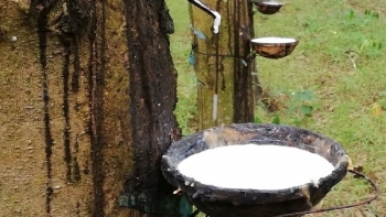 Cập nhật giá cao su hôm nay 5/10: Đầu tuần đi ngang