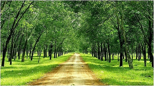 Cập nhật giá cao su chiều nay 5/10: Tăng nhẹ