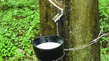 Cập nhật giá cao su hôm nay 6/10: Duy trì đà tăng trưởng