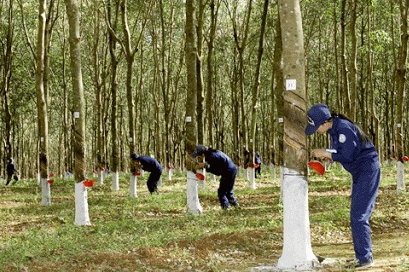 Cập nhật giá cao su chiều nay 6/10: Sàn Osaka tăng khả quan