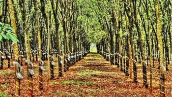 Cập nhật giá cao su chiều nay 7/10: Tiếp tục giảm