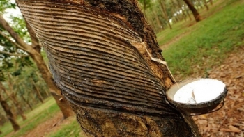 Cập nhật giá cao su chiều nay 8/10: Sàn Nhật Bản quay đầu tăng