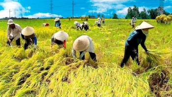 Cập nhật giá gạo hôm nay 9/10: Không có biến động