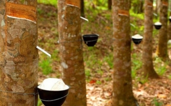 Cập nhật giá cao su hôm nay 9/10: Tăng mạnh