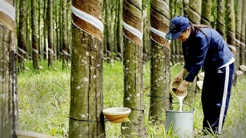 Cập nhật giá cao su hôm nay 10/10: Sàn Thượng Hải tăng phiên thứ 3 liên tiếp