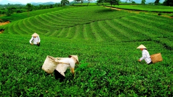 Thái Nguyên: Phấn đấu 100% diện tích chè áp dụng tiêu chuẩn GAP