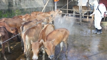 Xuất hiện dịch lở mồm long móng tại Quảng Nam