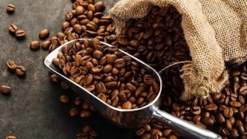 Giá cà phê hôm nay 12/10: Xu hướng giảm nhẹ