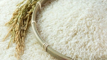 Cập nhật giá gạo chiều nay 12/10: Xuất khẩu trầm lắng