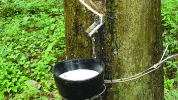 Cập nhật giá cao su chiều nay 12/10: Tăng khả quan trên các sàn Châu Á