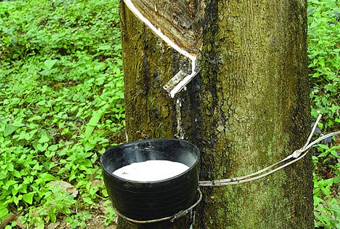 Cập nhật giá cao su chiều nay 12/10: Tăng khả quan trên các sàn Châu Á