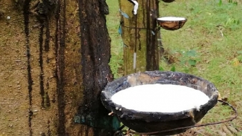 Cập nhật giá cao su hôm nay 13/10: Sàn Thượng Hải tiếp tục tăng