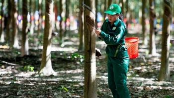 Cập nhật giá cao su chiều nay 13/10: Tăng mạnh trên các sàn
