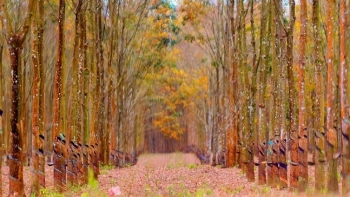 Cập nhật giá cao su chiều nay 14/10: Tăng khả quan