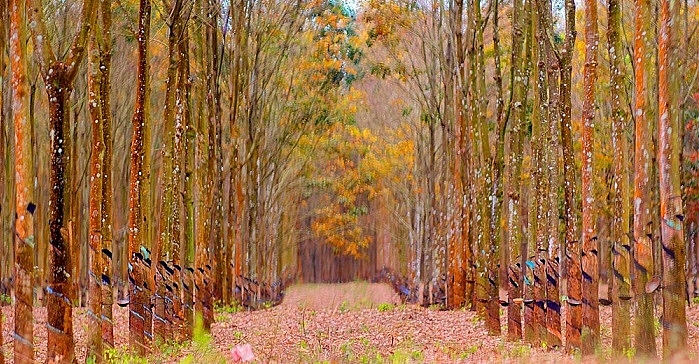 Cập nhật giá cao su chiều nay 14/10: Tăng khả quan