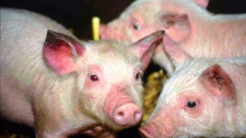 Xuất hiện ổ dịch tai xanh trên đàn lợn ở Hà Nam