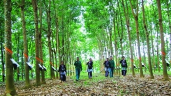 Cập nhật giá cao su hôm nay 15/10: Tiếp đà tăng mạnh