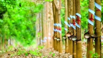 Cập nhật giá cao su hôm nay 16/10: Tăng nhẹ